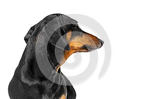 Portrait of dachshund dog who turned away and looks back, front view.