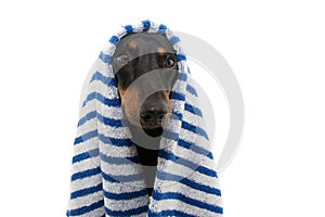 Portrait dachshund dog wrapped with a blue striped towel ready for bathing, bath or take a shower. Isolated on white background