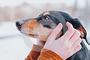 Portrait of a dachshund in human hands.