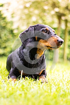 Portrait dachshund in nature with blurred background