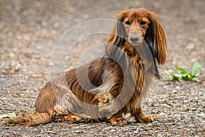 Portrait of the dachshund with short legs and long hair