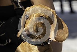 Portrait of a Dachshund Teckel, Weenie Dog puppy in her owner`s arms looking to the left