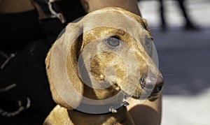 Portrait of a Dachshund Teckel, Weenie Dog puppy in her owner`s arms looking to the right. Close up