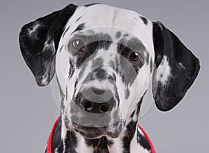 Portrait of Dalmatian