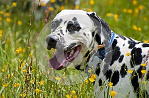 Portrait of dalmatian