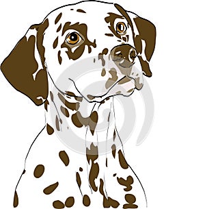 Portrait of dalmatian bitch, liver spotted