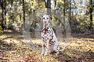 Portrait of a dalmatian with brown spots