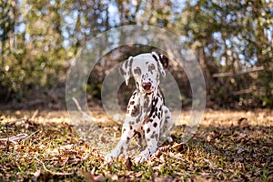 Portrait of a dalmatian with brown spots