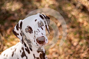 Portrait of a dalmatian with brown spots