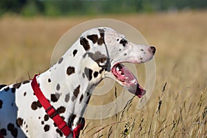 Portrait of Dalmatian dog