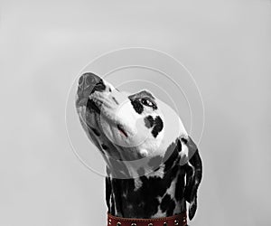 Portrait of a dalmatian dog