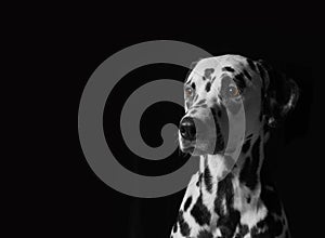 Portrait of a dalmatian dog on black background