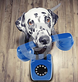 Portrait of dalmatian dog holding a blue telefone in mouth