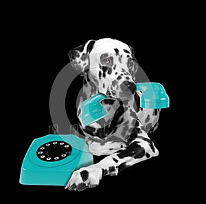 Portrait of dalmatian dog holding a blue telefone in mouth