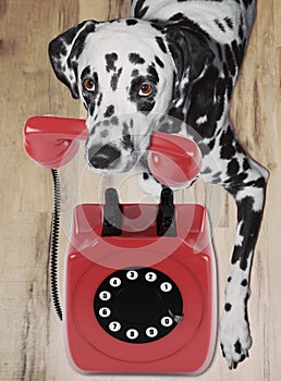 Portrait of dalmatian dog holding a red telefone in mouth