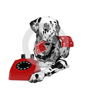 Portrait of dalmatian dog holding a red telefone in mouth