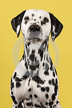 Portrait of a dalmatian dog looking at the camera on a yellow background in a vertical image