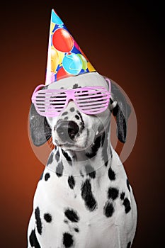 Portrait of Dalmatian dog in party cone