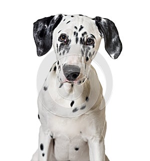 Portrait of a dalmatian dog puppy 5 months old