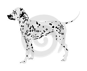 Portrait of Dalmatian dog vector.