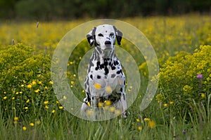 Portrait of dalmatian on meadow