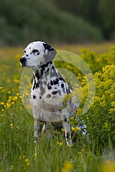 Portrait of dalmatian on meadow