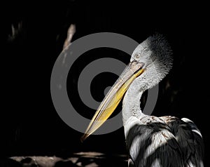 Portrait of the Dalmatian Pelican (Pelecanus crispus)