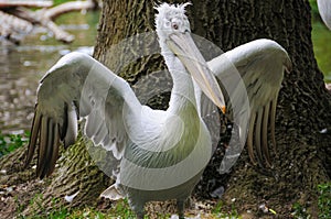 Portrait of dalmatian pelican (Pelecanus crispus)