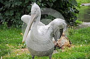 Portrait of dalmatian pelican (Pelecanus crispus)