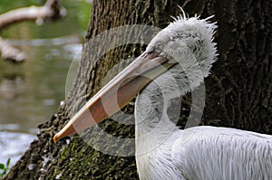 Portrait of dalmatian pelican (Pelecanus crispus)