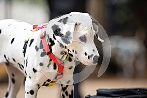 Portrait of a Dalmatian puppy
