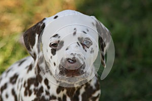 Portrait of Dalmatian puppy with unequal eyecolor