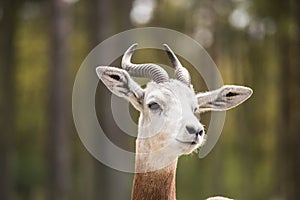 Portrait of a Dama gazelle in the background a Jeep and forest .