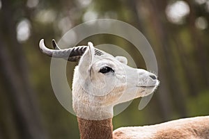 Portrait of a Dama gazelle in the background a Jeep and forest .