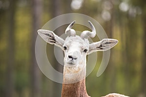 Portrait of a Dama gazelle in the background a Jeep and forest .