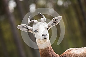 Portrait of a Dama gazelle in the background a Jeep and forest .