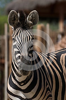 Portrait of a damara zebra in a zoo