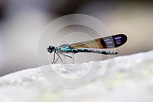 Common Blue Jewel Rhinocypha perforata perforata photo