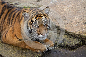 Portrait of a dangerous Bengala tiger photo