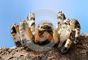 Dangerous creepy tarantula Lycosa singoriensis