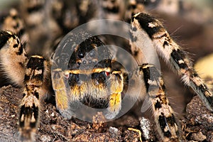 Portrait of dangerous creepy wolf spider tarantula species Lycosa singoriensis