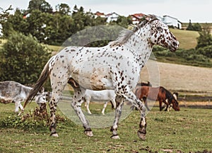 Portrait of a Danish Knabstrupper horse at a meadow