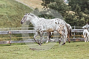 Portrait of a Danish Knabstrupper horse at a meadow