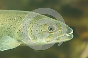 Portrait of Danube salmon, Hucho hucho. Hucho is a genus of large salmonids from cold rivers and other freshwater