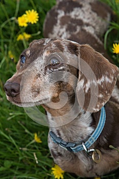 Portrait of dapple coloured miniature dachshund in field