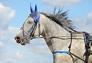 Portrait of a dapple grey horse trotter in motion on hippodrome