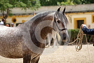 Portrait of a dapple grey spanish horse