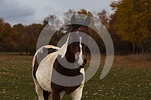 Portrait of dappled horse standing in autumn landscape. Animal background