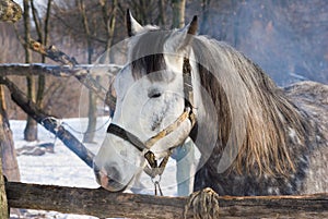 Portrait of dappled mare