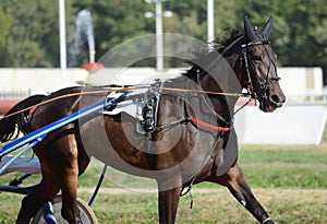 Portrait of a dark bay horse trotter breed in motion on hippodrome.